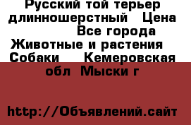 Русский той-терьер длинношерстный › Цена ­ 7 000 - Все города Животные и растения » Собаки   . Кемеровская обл.,Мыски г.